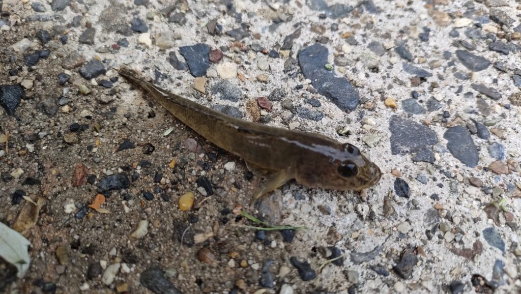 四日市市霞・ゆめくじら前でのハゼ釣り