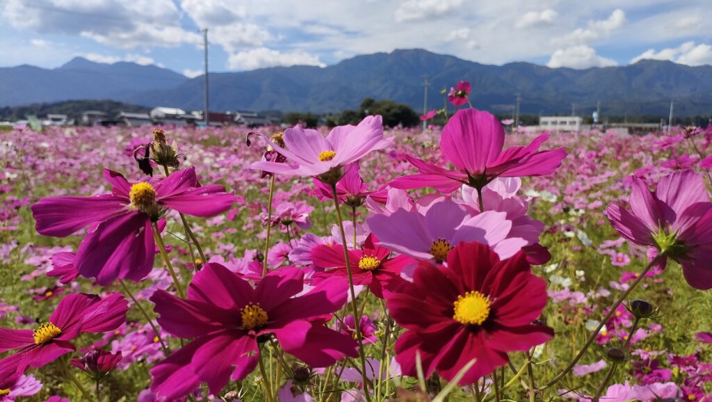 菰野町田光のコスモス畑で色とりどりの花々を満喫