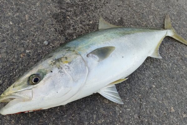 四日市港シーバスデイゲーム：大型青物が舞い降りた日