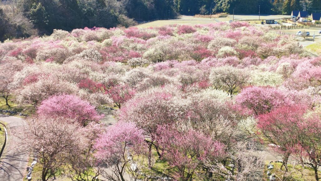 【東海地区最大級】三重・いなべ市梅林公園で梅まつりを楽しもう!