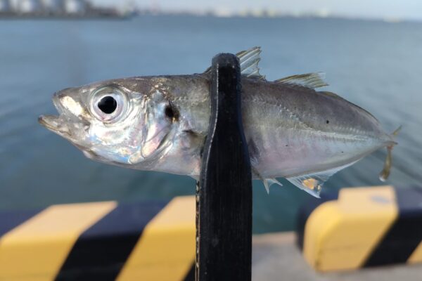 【三重県四日市】楠漁港でハゼ釣り｜魚影濃くも28匹の釣果