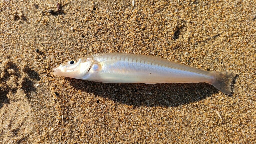 鈴鹿サーフでちょい投げキス釣り！釣果はいかに？