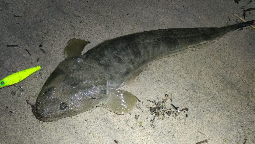 マゴチ接岸中！夜の四日市サーフでマゴチ釣り