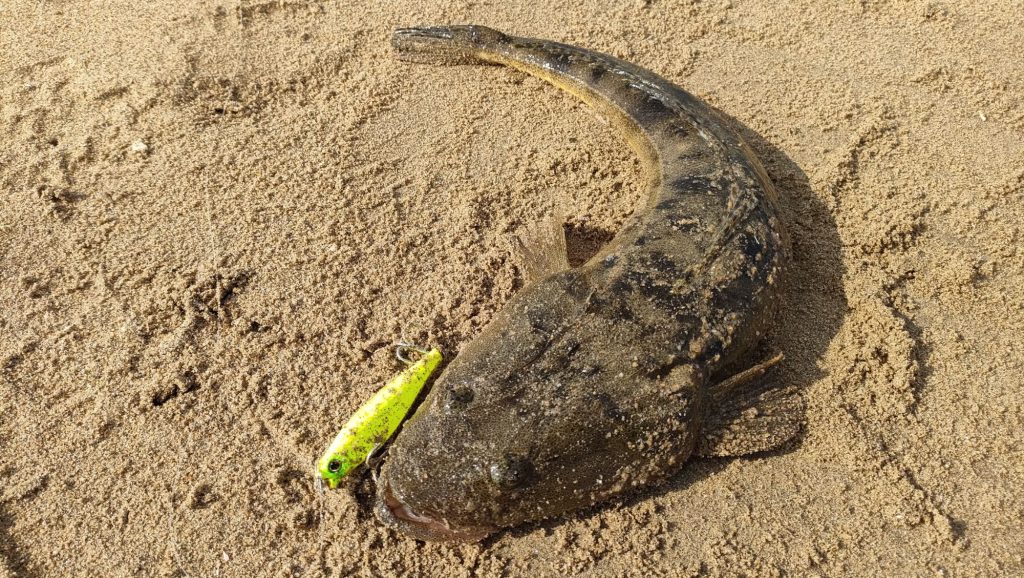 人混みを抜けた先の一匹：鈴鹿サーフマゴチ釣行と極上ランチの一日