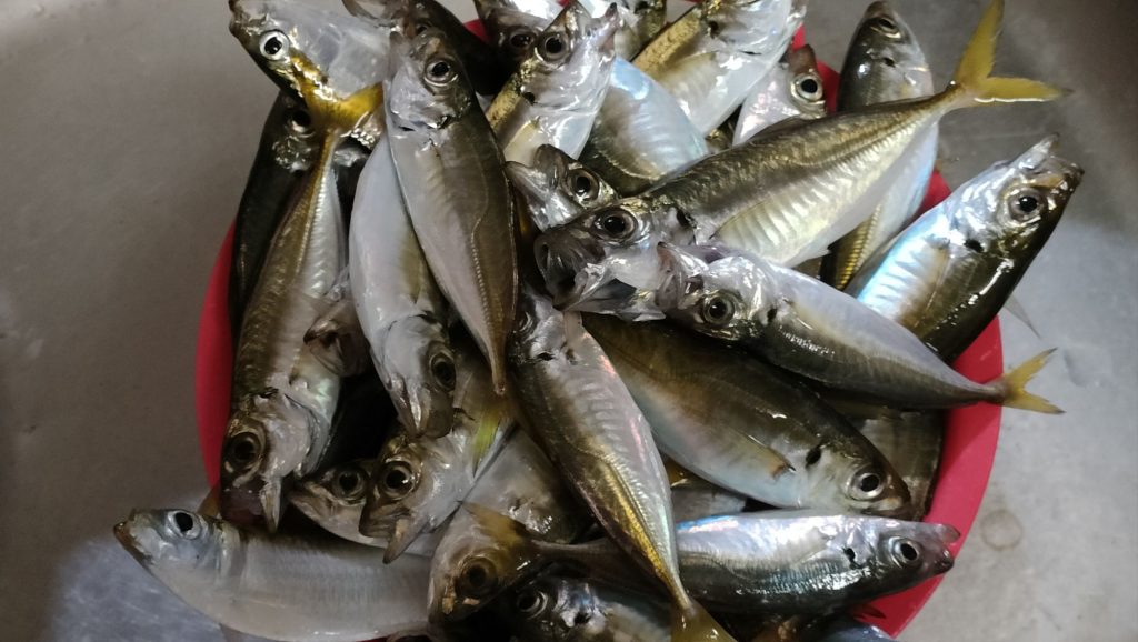 四日市港で大漁!サビキ釣りでアジとサッパの爆釣体験