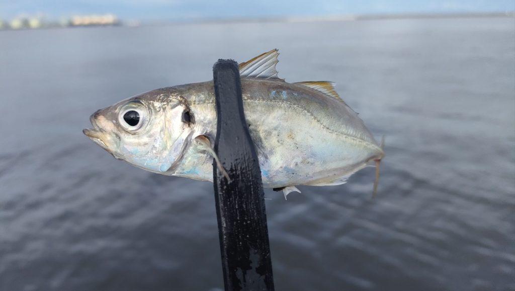 四日市港でアジ爆釣!台風前のサビキ釣り釣果報告