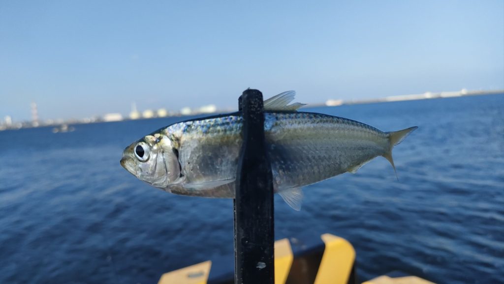 アジ狙いのサビキ釣り、サッパ爆釣で大満足?四日市港釣行記