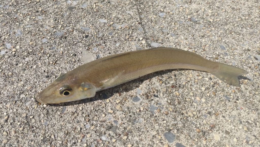 【四日市】9月の堤防でキス釣り満喫！アタリが止まらない楽しいひととき