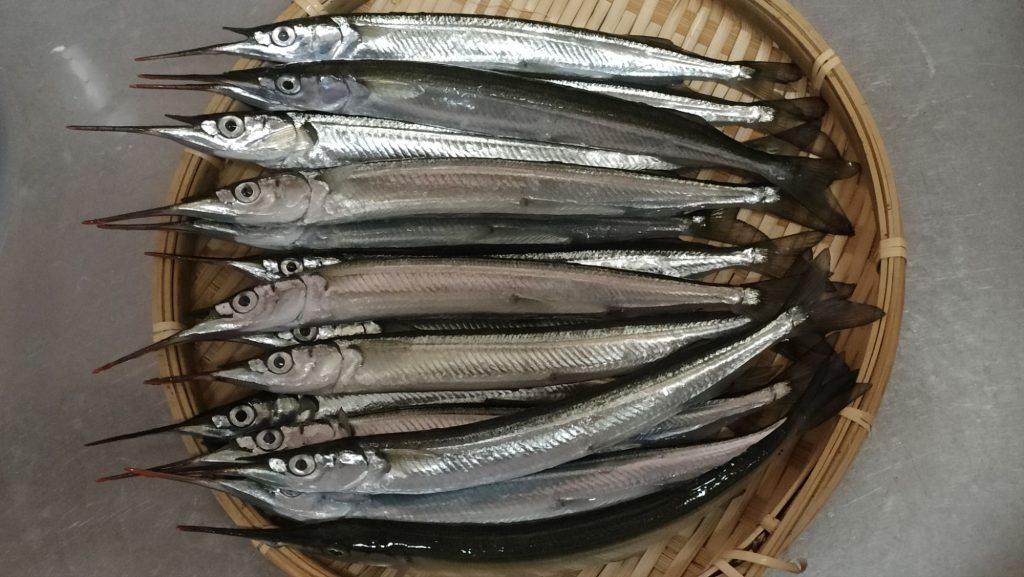 初秋の四日市港でサヨリを狙う！入れ食い予想で行ったけど…