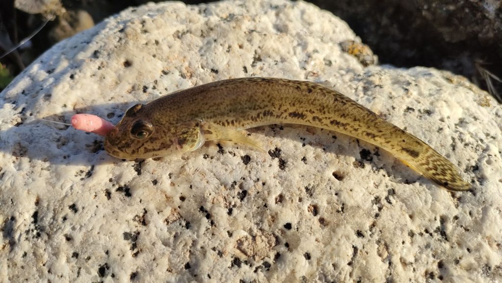 ワームでハゼ釣り！アジングタックルで挑んだ1時間釣行