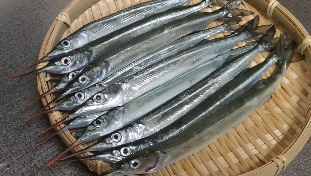 秋の午後に四日市港でサヨリ釣り