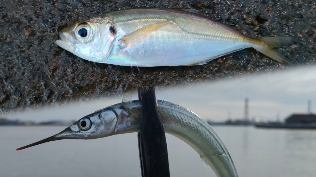朝はアジング！昼はサヨリ釣りで満足の一日！