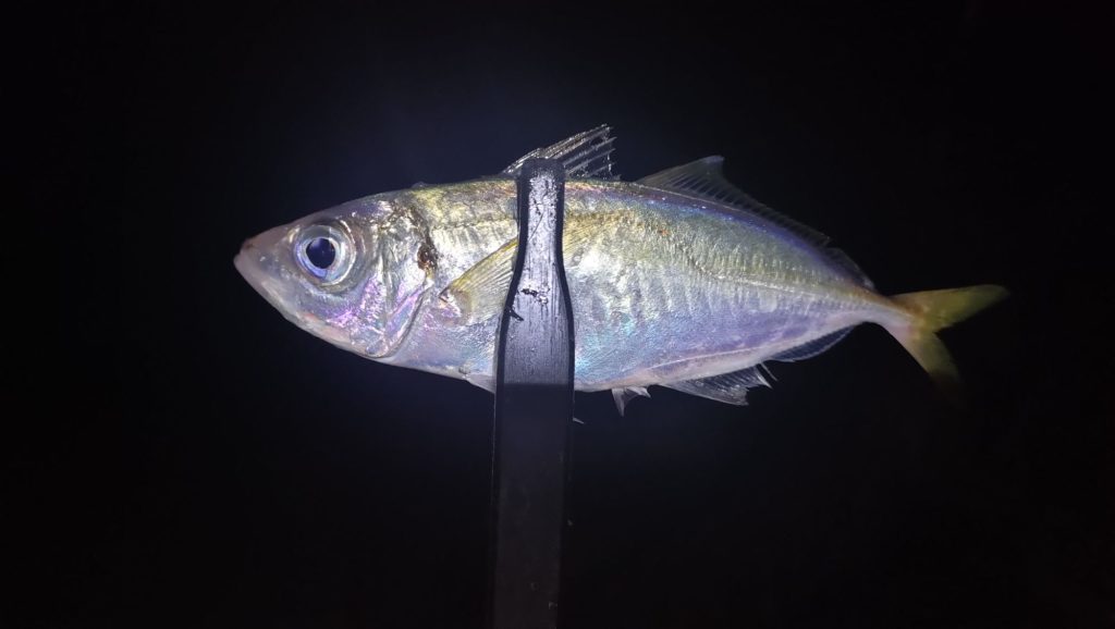 アジング爆釣！リベンジ達成！月夜のない穏やかな夜に28匹のアジをゲット！