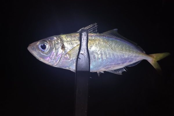 アジング爆釣！リベンジ達成！月夜のない穏やかな夜に28匹のアジをゲット！