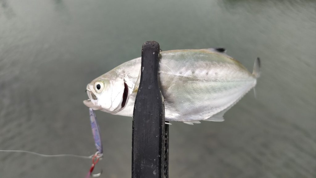 11月1日メッキ釣り！イケカツオはヒットするもメッキは不発