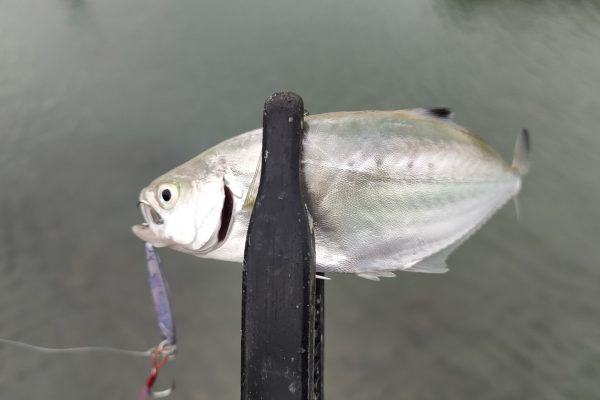 11月1日メッキ釣り！イケカツオはヒットするもメッキは不発