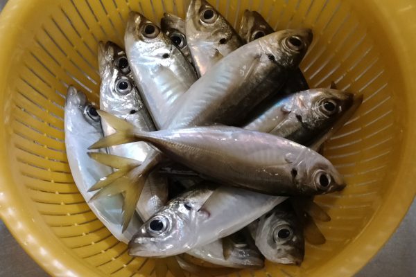 四日市の漁港でアジング！ぽつぽつでしたが13匹のアジをゲット！