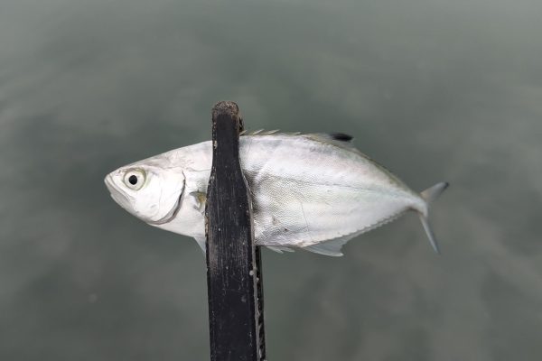 釣れないメッキ釣りとコスパ最高のかつ庵
